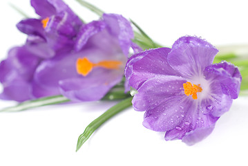 Image showing crocus bouquet with water drops isolated on white