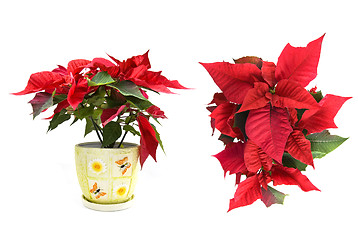 Image showing christmas flower