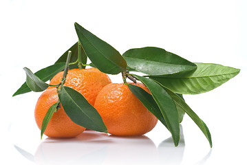 Image showing Tangerines with green leaves isolated on white