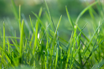 Image showing green grass