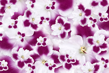 Image showing pink flowers background