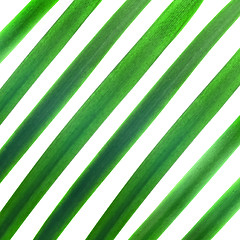 Image showing pattern from green palm leaves isolated on white