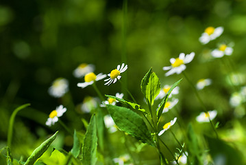 Image showing white chamomiles on green sunny meadow