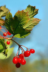 Image showing red viburnum berry