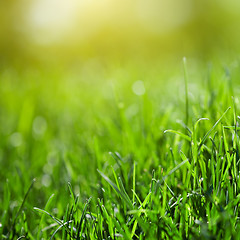 Image showing green grass background with sun beam