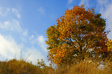 Image showing autumn tree and sky