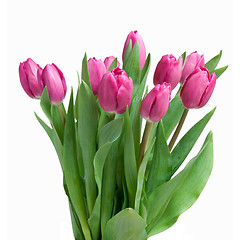 Image showing close-up pink tulips isolated on white