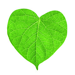 Image showing green leaf in shape of heart isolated on white