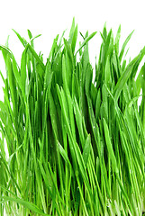 Image showing close-up green grass isolated on white