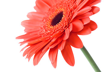 Image showing Macro of red daisy-gerbera head isolated on white