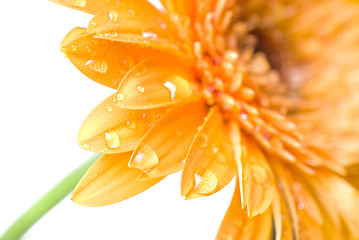 Image showing Macro of yellow daisy-gerbera head isolated on white