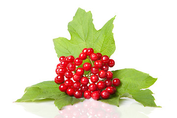 Image showing Berries of red Viburnum with leaves isolated on white