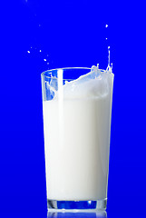 Image showing Milk splash isolated on blue