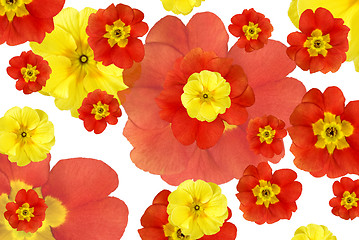 Image showing color flowers background