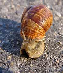 Image showing Snail