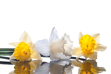 Image showing white and yellow narcissus isolated on white background