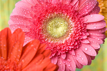 Image showing Pink daisy-gerbera with water drops