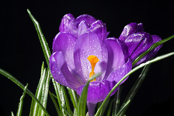 Image showing crocus bouquet with water drops isolated on black