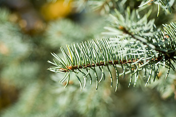 Image showing branch of green christmas tree