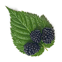 Image showing blackberry with green leaf isolated on white 