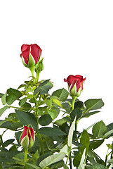 Image showing red rose bouquet isolated on white