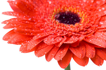 Image showing Macro of red daisy-gerbera head with water drops isolated on whi