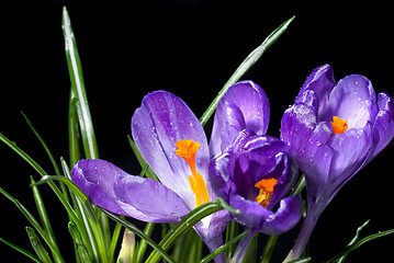 Image showing crocus bouquet with water drops isolated on black