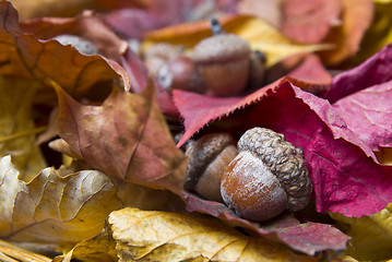 Image showing acorns with autumn leaves