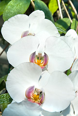 Image showing white orchids