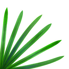 Image showing green palm leaves isolated on white