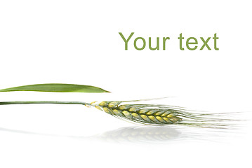 Image showing green wheat isolated on white