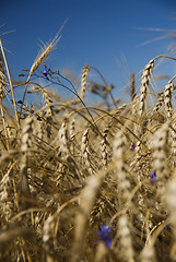 Image showing Closeup gold wheat and flowers against blue sky