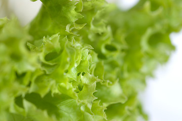 Image showing Salad leaves