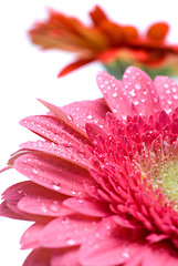 Image showing Pink daisy-gerbera with water drops isolated on white