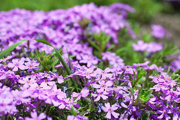 Image showing purple flowers in the garden