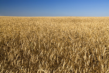 Image showing Field of gold wheat and blue sky