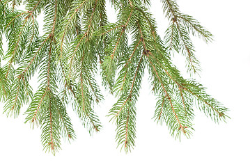 Image showing Branch of christmas fir tree isolated on white