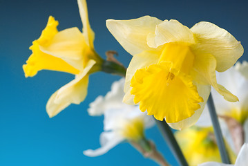 Image showing yellow and white narcissus on blue background