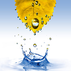 Image showing yellow leaf with water drops and splash isolated on white