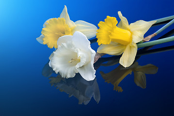 Image showing white and yellow narcissus on blue background