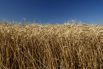 Image showing Field of gold wheat and blue sky