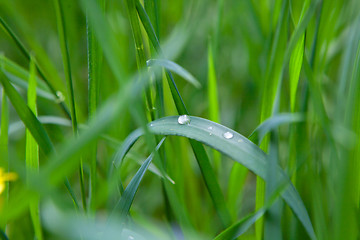 Image showing green grass with water drop