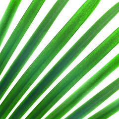Image showing natural pattern from green palm leaves isolated on white