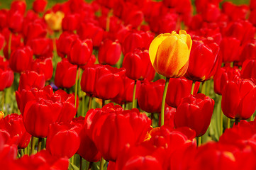 Image showing Single yellow tulip in field of red