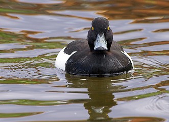 Image showing Tufted Duck