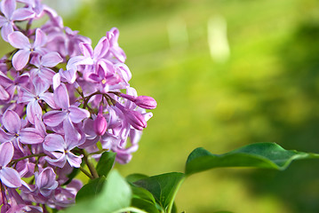 Image showing Spring lilac flowers with leaves