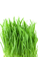 Image showing close-up green grass isolated on white