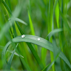 Image showing green grass with water drop