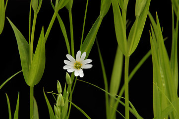 Image showing small white camomile on the black