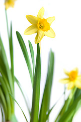 Image showing narcissus isolated on white